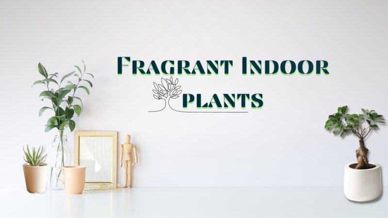 Fragrant Indoor Plants Gift Ideas: That Will Make Your Home Smell Incredible
