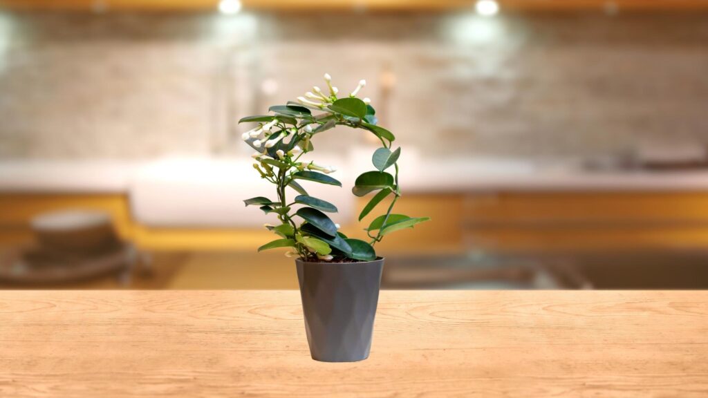  Stephanotis Plant  Fragrant Indoor Plants 