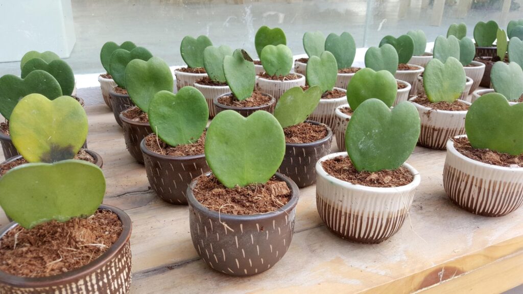 Hoya Plant is Fragrant Indoor Plants