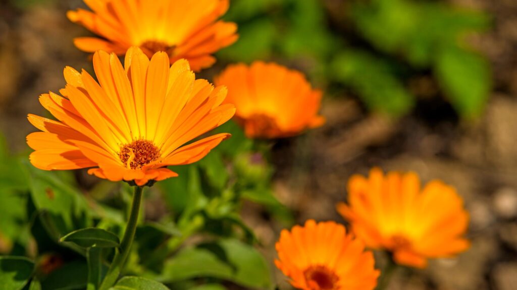 Calendula New Year Flowers