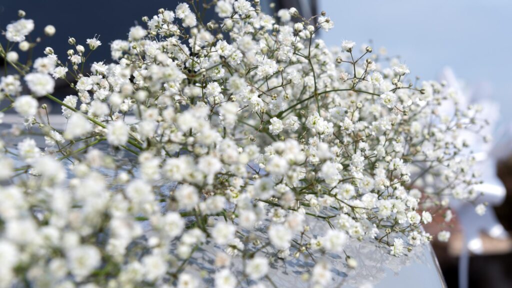 Gypsophila New Year Flowers