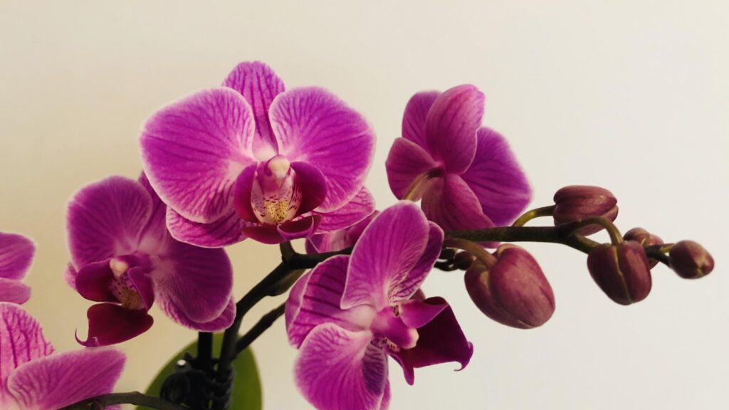 Orchids