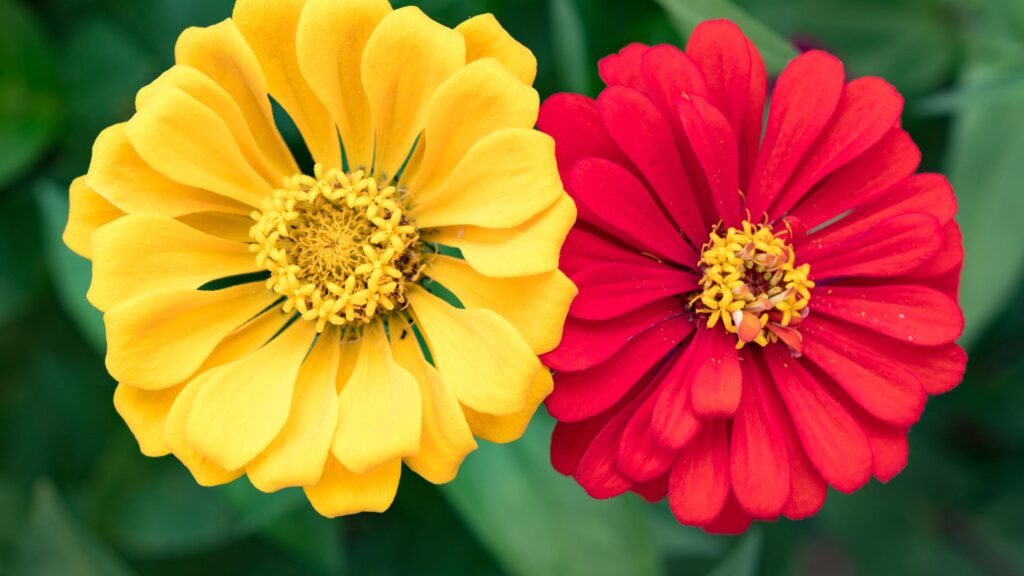 Zinnia New Year Flowers