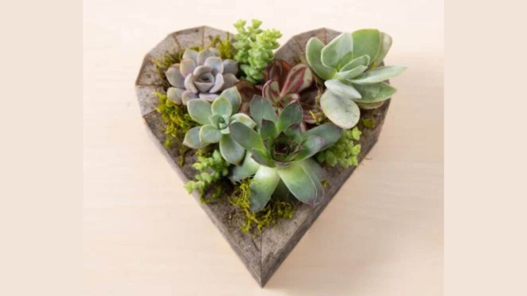 Succulent Heart Kit For  Valentine's Day