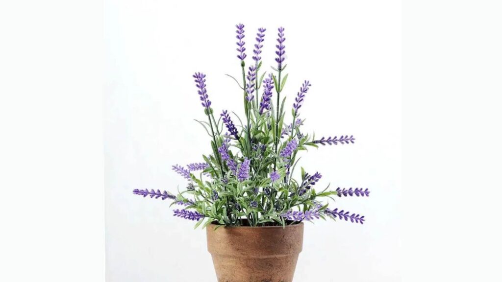 Lavender Fragrant Indoor Plants