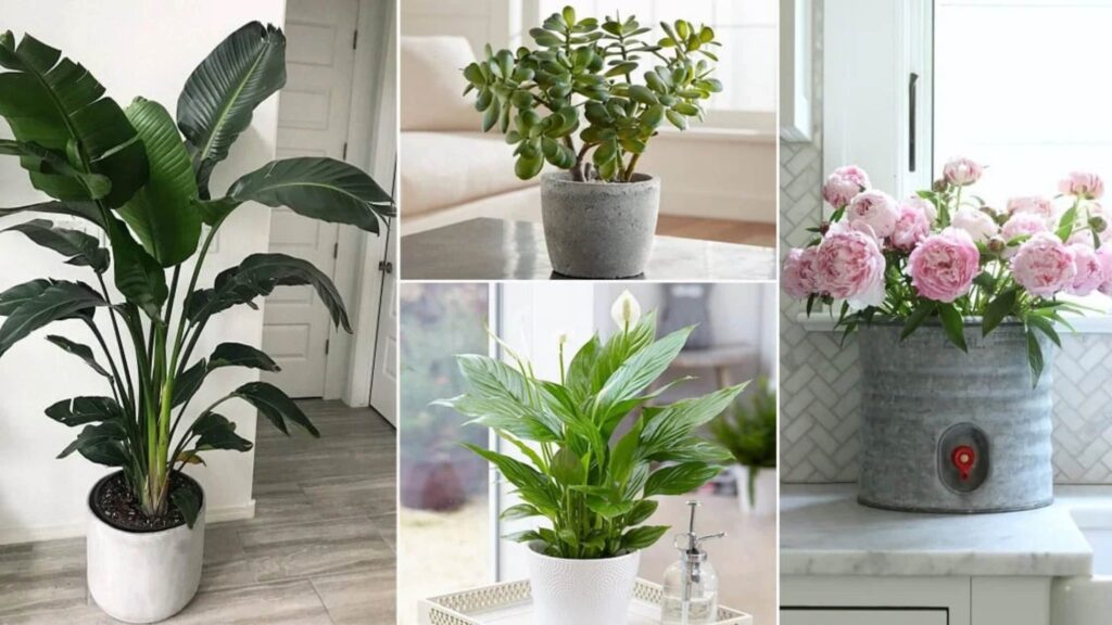 Air Purifying Plants