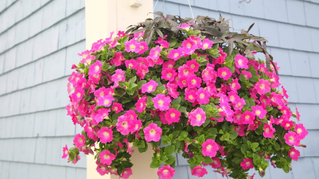 Petunia Basket As Floral Gifts