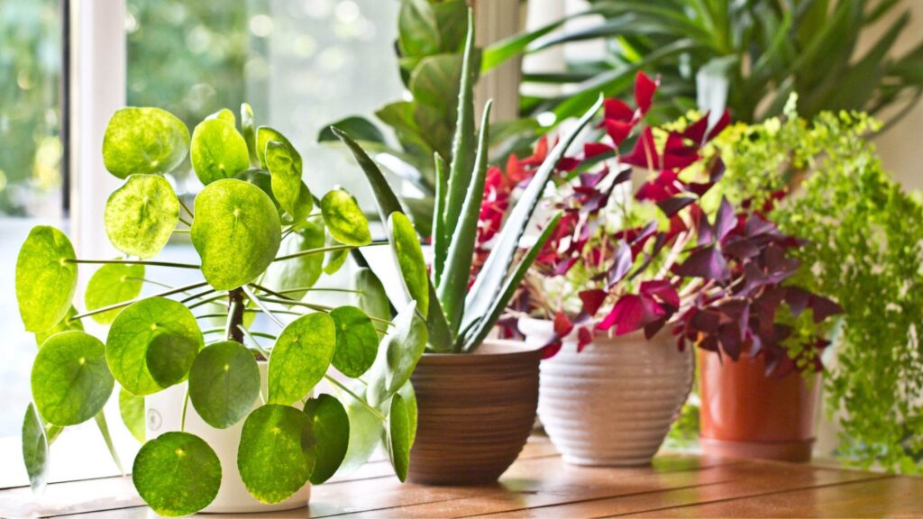 An Indoor Plant
