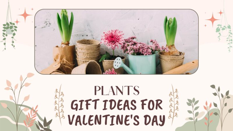10 Unique Plants That You Can Give As Gifts During The Season Of Love