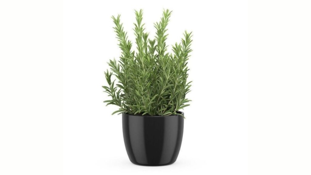 Rosemary Fragrant Indoor Plants