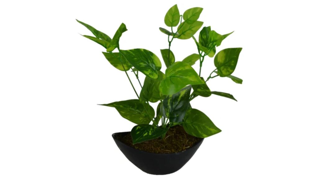 Money Plant In Boat Pot