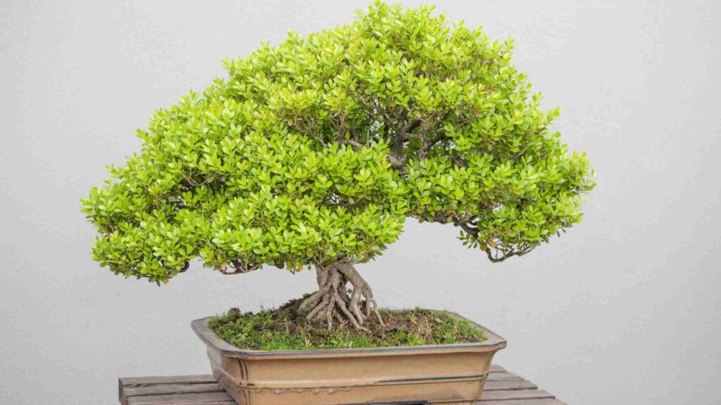 Bonsai Plants