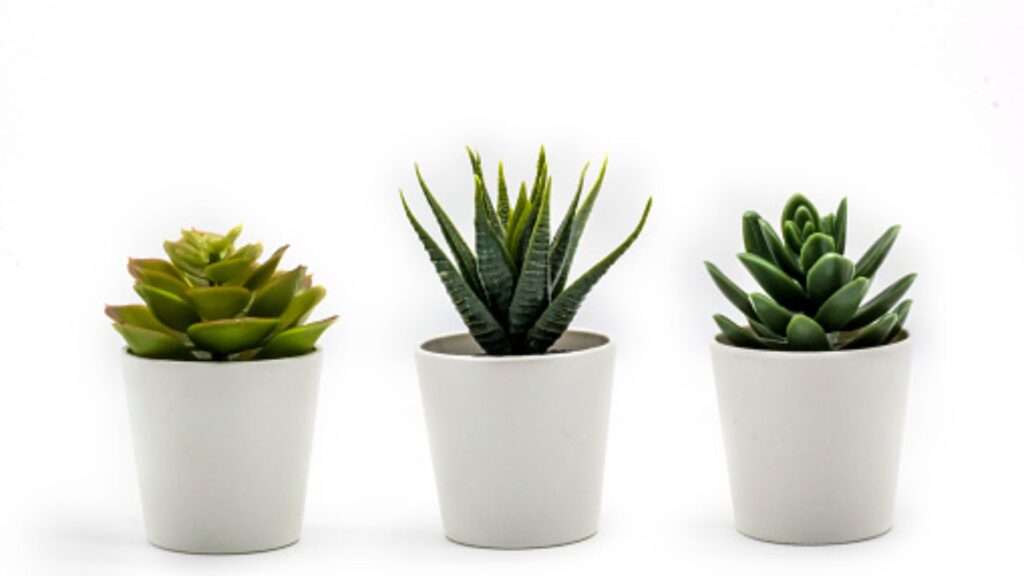 Desk Plant For Corporate Gifts