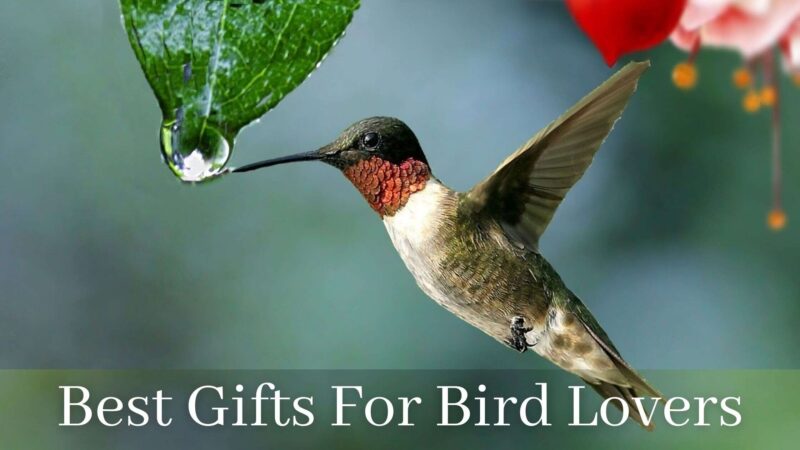 Best Gifts For Bird Lovers: From Nesting Materials To Binoculars